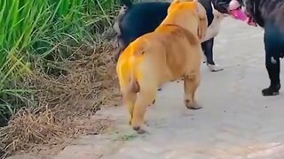 Powerful dog breed ???? ????✨