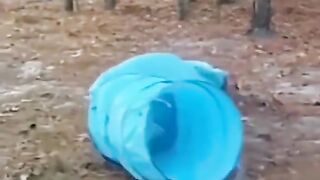 Dog funny moments ????????