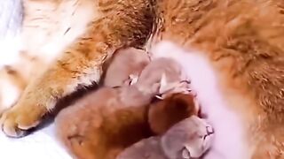 Funny animals short compilation part - 9