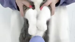 Stop animal testing