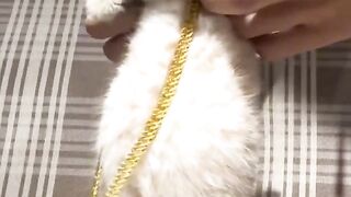 funny cat