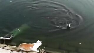 Funny animals short compilation part - 10