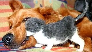 Best ???? funny videos cats and dogs ????????