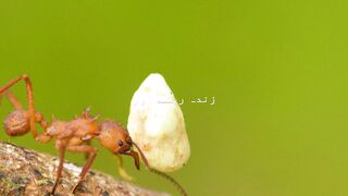 Wonders of the world of ants #2