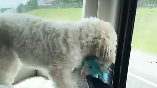 fun with pets, funny videos, animal videos
