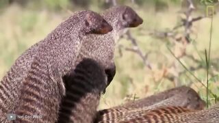 Brutal Moments When Mongooses Attack Everything That Moves