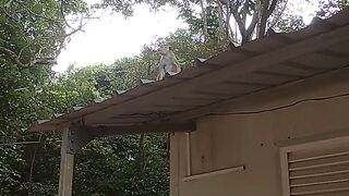 Funny Monkey video
