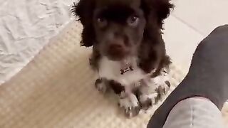 Funny dog compilation part - 1