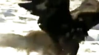 Eagle vs fox wolf