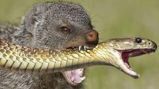 Even Wolves Are Afraid Of This Devilish Animal