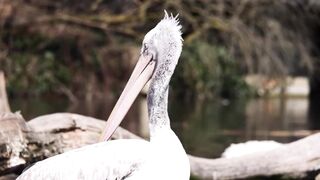 "Exploring the Fauna of Forest Ecosystems: From Mammals to Insects" or "The Forest Habitat: A Closer Look at the Animals that Thrive in Woodlands"
