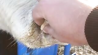 The nosiest cow I moo