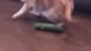cats funny videos 2023