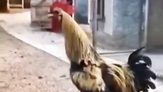 Funny