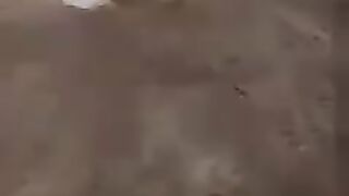 How to catch crow