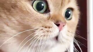 Sweet and smile cats