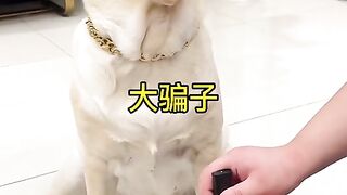 Very funny dog video