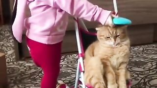 Very funny cats