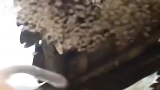 A Nosy Monkey Disturbs a Honeybee Nest, Finally Gets His Comeuppance!