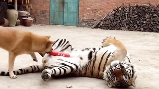 A Cat Dares to Place Firecrackers on a Sleeping Tigers Stomach, See What Happens Next!