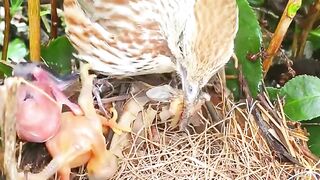 Cuckoo parasitic birds