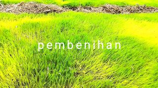 rice seeds