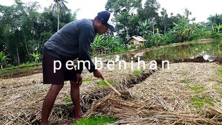 Membuka jerami penutup benih padi usia 10 hari