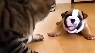 cute pets
