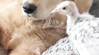 anjing dan kalkun imut