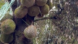 Short durian tree bears lots of fruit