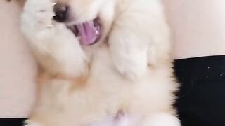 cute adorable dog