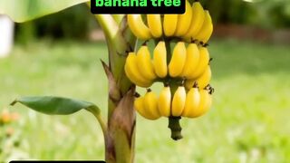 The process of growing a mini Banana tree