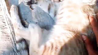 You will be surprised to see the cats expression.