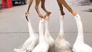 Funny video
