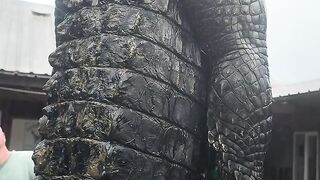 viral.the biggest crocodile in the world was caught