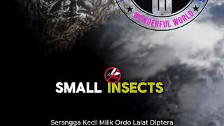 Shocking Facts About Mosquitoes  The Worlds Deadliest Insect