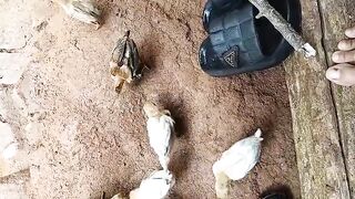 mp4 goo viral