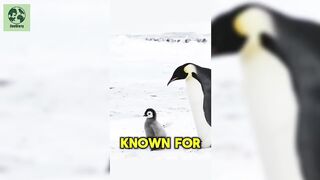 Penguins  Natures Charming Swimmers