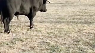 bull vs goat
