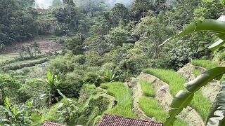 Rumah di tengah sawah
