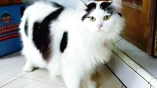 Si gemoy