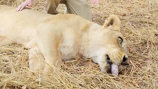 mrbeast jungle animal