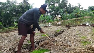 Di sawah