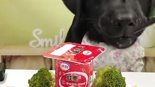 Cute Dog ASMR  Crunching Snacks Like a Pro!