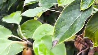 Kiwiberry