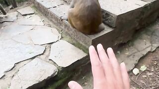 Funny animal videos, look at their expressions!!