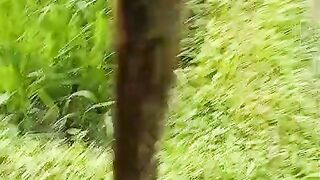 my video mp4