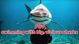 POV Swimming with big vicious Sharks