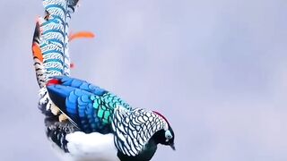 Beautiful bird