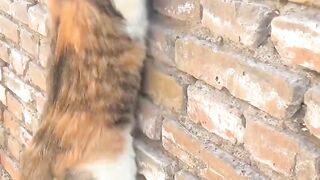 Cat secret